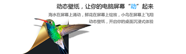 小鸟壁纸pc电脑版