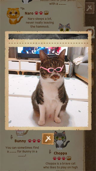 猫咪的秘密森林2024最新版