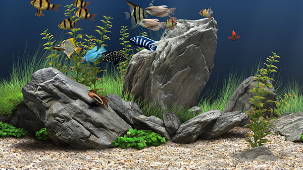 Dream Aquarium(屏幕保护程序)