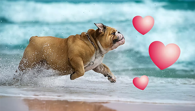 Adobe Premiere Elements 2024中文版