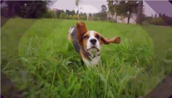 Adobe Premiere Elements 2022中文版