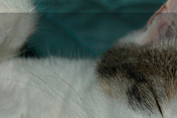 Photoshop 2020中文破解版