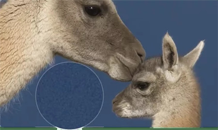 ON1 NoNoise AI官方版