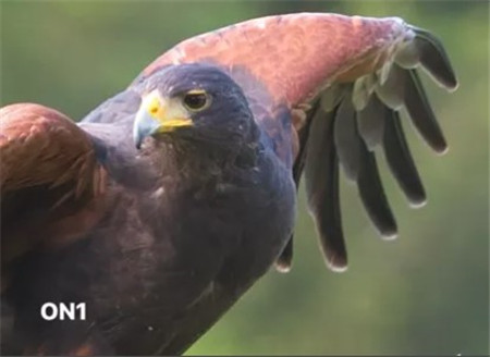 ON1 NoNoise AI官方版